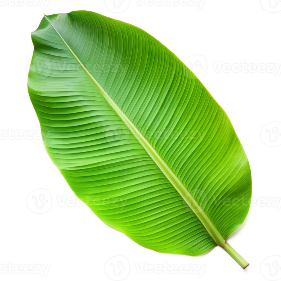 BANANA LEAF