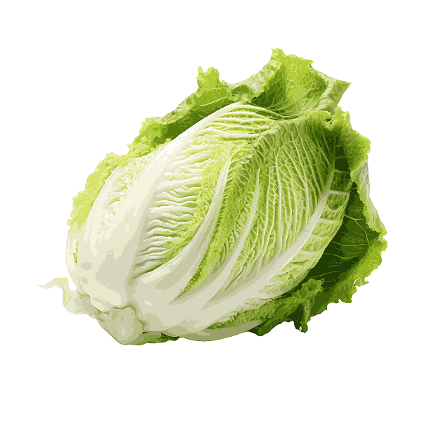 Chinese Cabbage